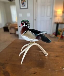Taxidermy