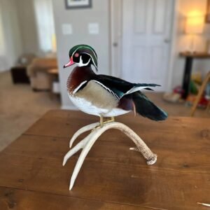 Taxidermy
